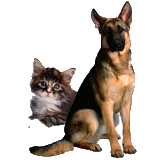 cat and dog